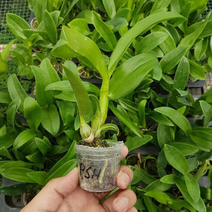Seedling Anggrek