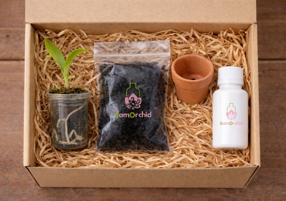 Paket Gift Anggrek
