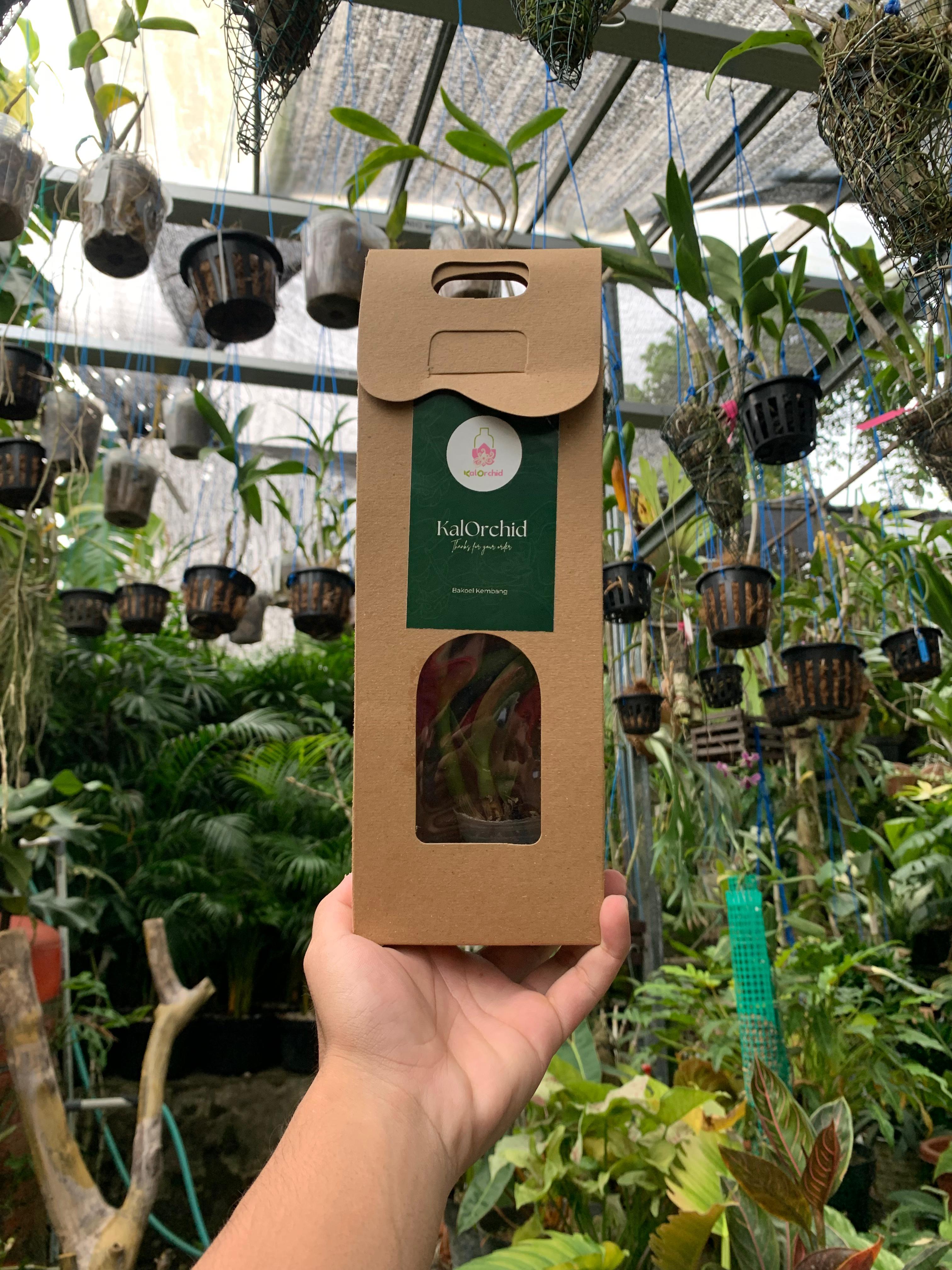 Souvenir Anggrek